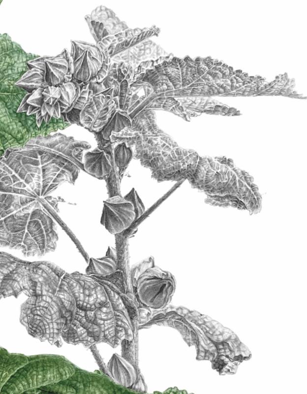Malva (Mallow)